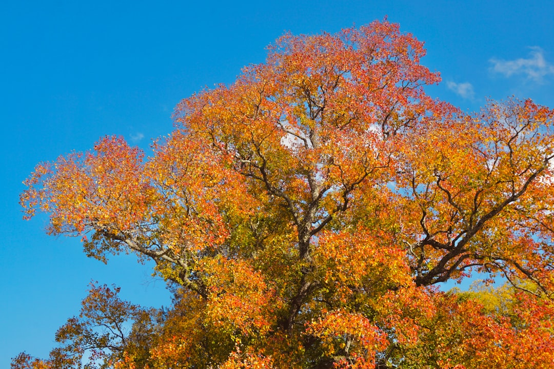 Photo Nara Park